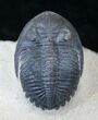 Beautiful Hollardops Trilobite - Foum Zguid #14292-1